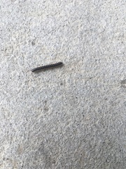 Asiomorpha coarctata