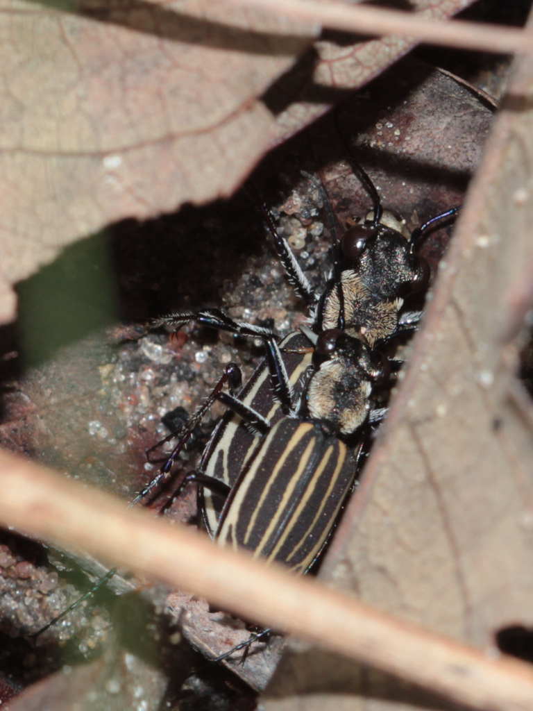 Elliptica muata