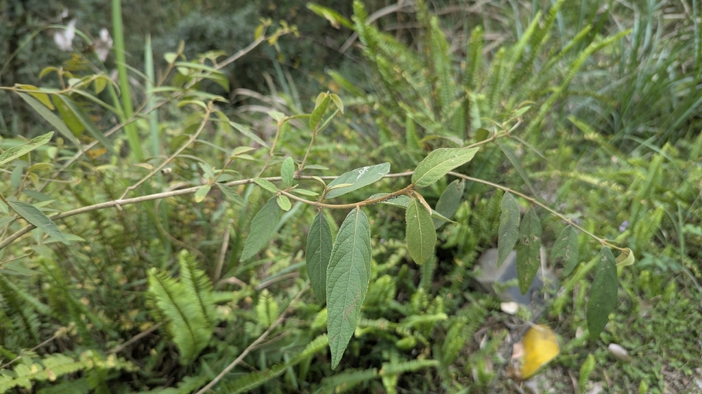Callicarpa dolichophylla; photograph Cheng-Te Hsu, CC BY, iNaturalist via GBIF