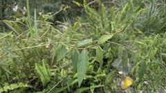 Callicarpa dolichophylla