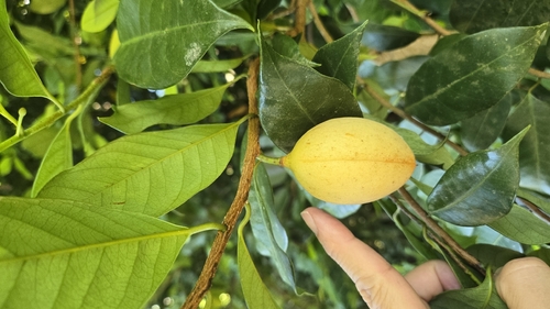Myristica fragrans