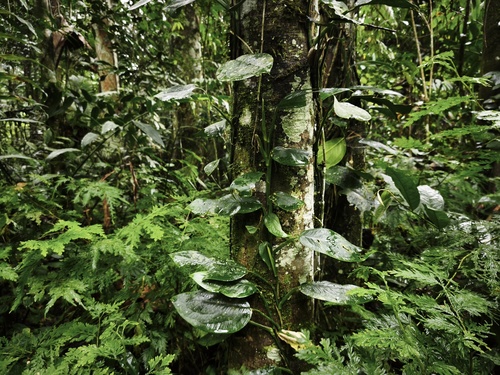 Pothos tener observed 2026-02-19