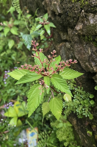 atoll laportea (Laportea ruderalis)