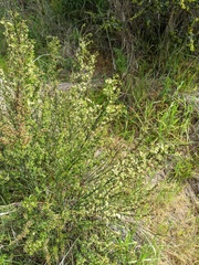 Adolphia californica