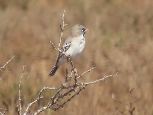 Scaly-feathered Weaver (Sporopipes squamifrons), photo 5