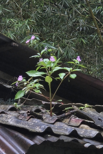 Impatiens platypetala