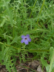 Pholistoma auritum auritum
