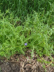 Pholistoma auritum auritum