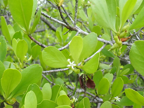 White-flowered black mangrove (Lumnitzera racemosa)