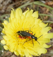 Eupompha elegans