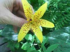 Lilium canadense