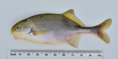 Graham's stonebasher (Hippopotamyrus grahami) — Mormyridae — 2