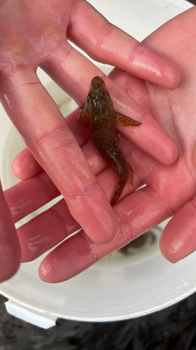 Lipophrys pholis