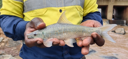 Ningu (Labeo victorianus) — Cyprinidae — 2