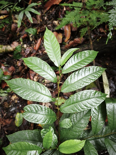 Antiaris toxicaria observed 2026-02-19