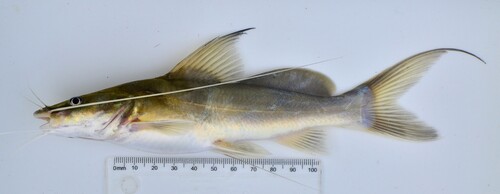 Catfish (Bagrus docmak) — Bagridae — 2