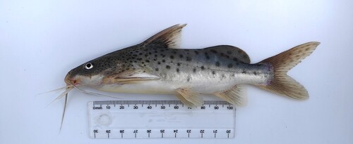 Lake Victoria squeaker (Synodontis victoriae) — Mochokidae