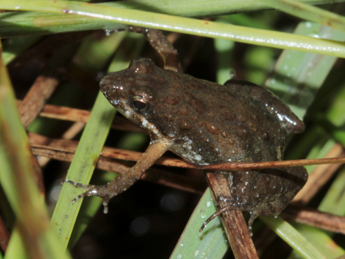 Small Puddle Frog