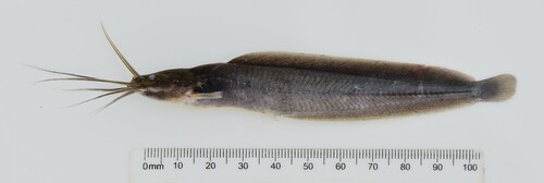 Alluaud's catfish (Clarias alluaudi) — Clariidae — 2