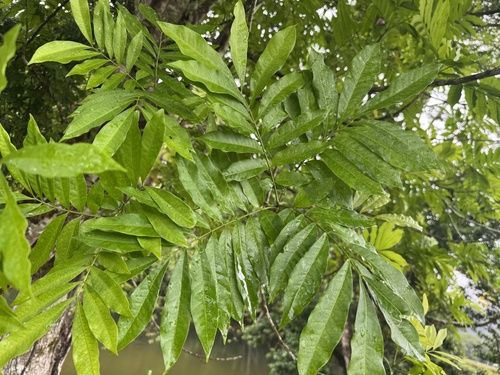 Didymocheton papuanus observed 2026-02-24