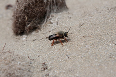 Megachile sicula