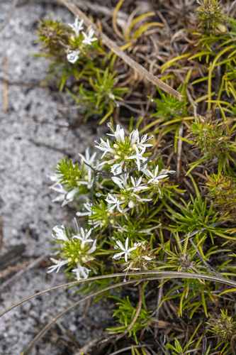 White Mercybell (Merciera leptoloba)
