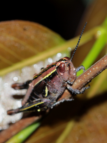 Paracardenius lineatus