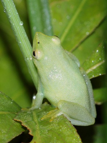 Pointed Long Reed Frog