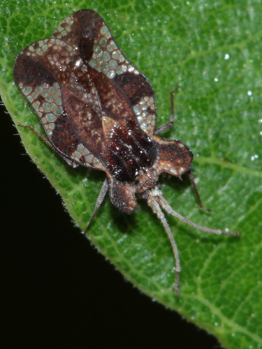 Sinuessa subinermis