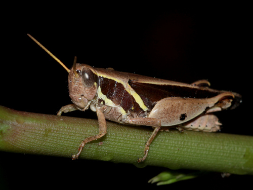 Phaeocatantops solitarius