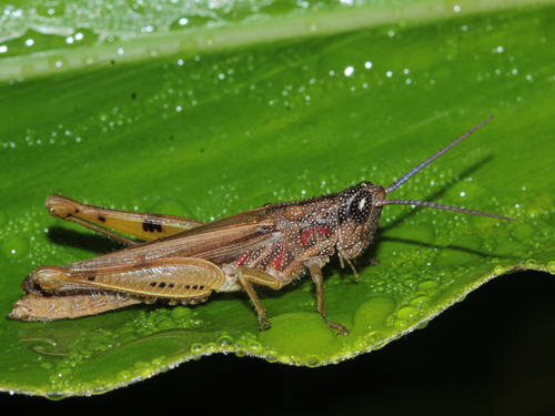 Catantopsilus grammicus