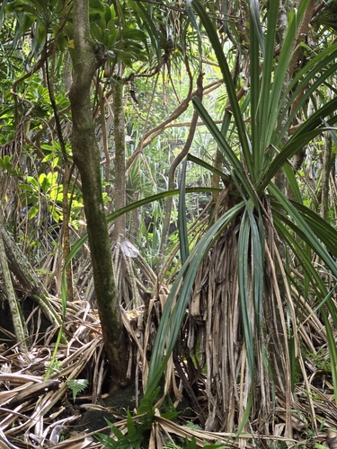 Tahitian Screwpine (Pandanus tectorius)