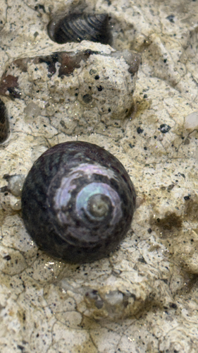 Steromphala umbilicalis