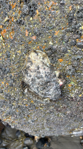 Magallana gigas