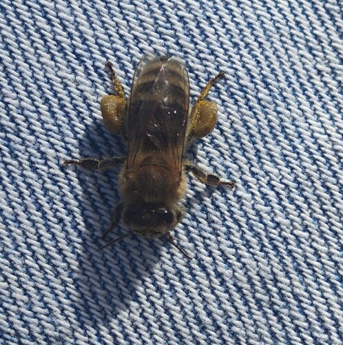 Western Honey Bee