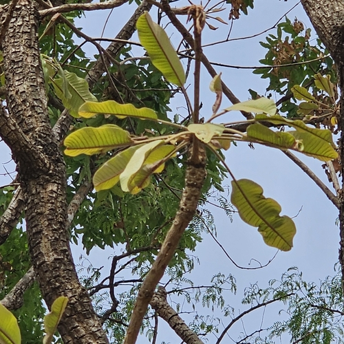 Shea Tree