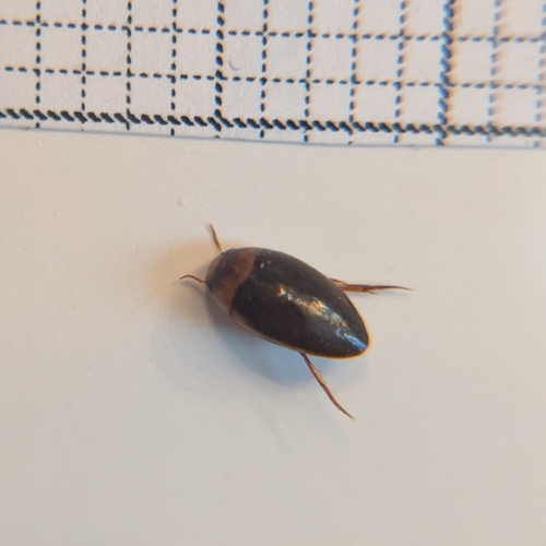 Larger Noterus