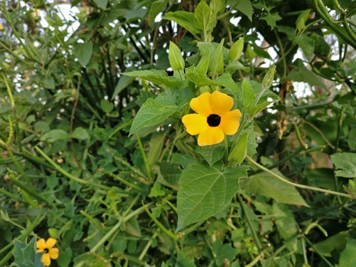 Thunbergia alata image