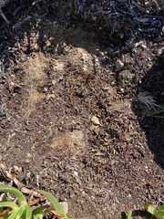 Xerarionta intercisa