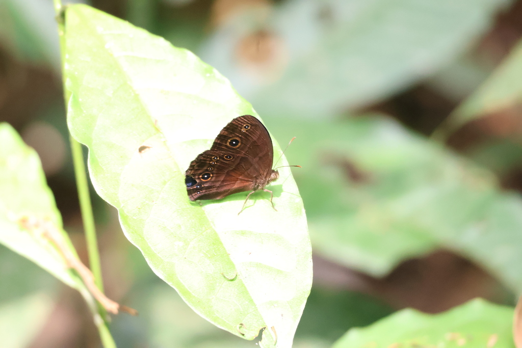 Small Stately Bush-brown