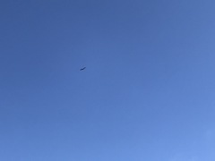 Hamirostra melanosternon