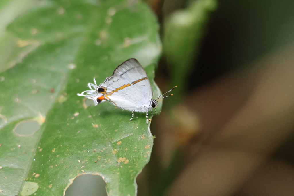 Fairy Hairstreak