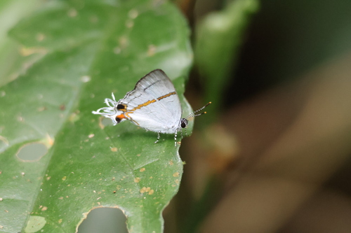 Fairy Hairstreak