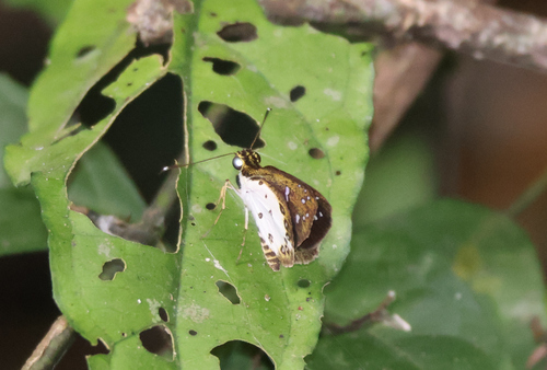 White-winged Forest Sylph
