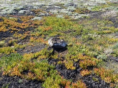 Xerarionta intercisa