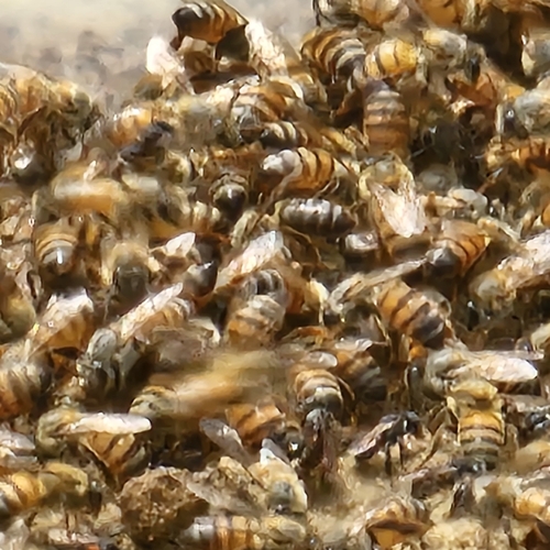Western Honey Bee