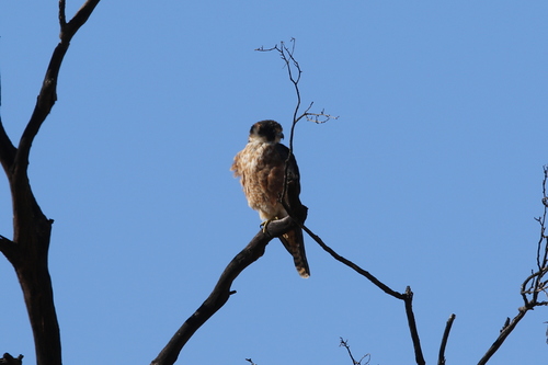 Falco longipennis