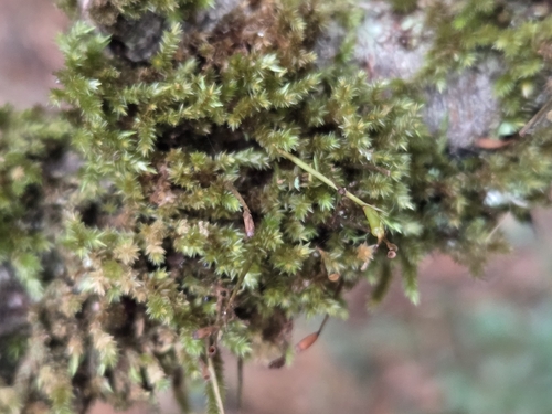 Hollia myrmecoa observed 2026-02-24