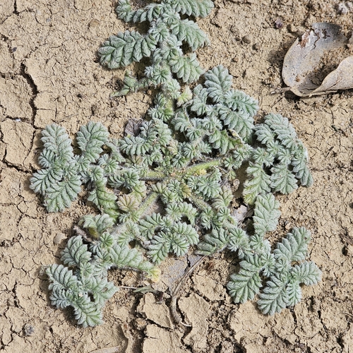 Coldenia procumbens