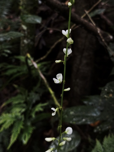 Hanslia ormocarpoides observed 2026-02-19
